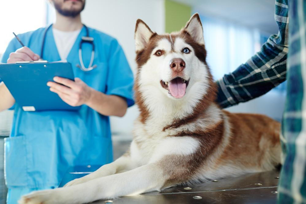 Benefits of Taking Your Pet to an Animal Hospital